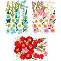 Friusate 96 unidades de flores prensadas- prensadas naturales- flores secas mixtas de flores secas para arte DIY…